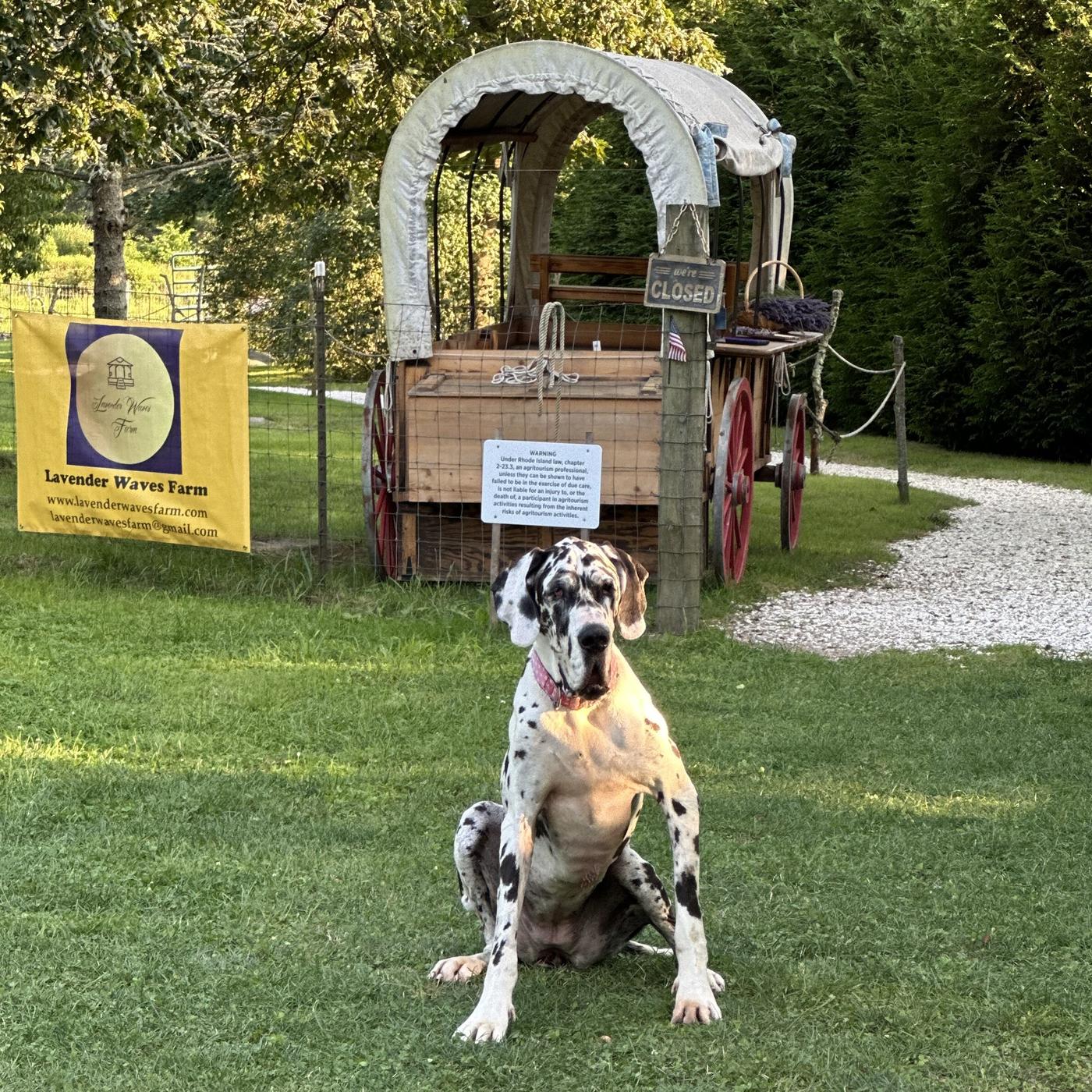 Large dog named Minnie at Lavender Waves Farm, American University of the Caribbean, Adtalem
