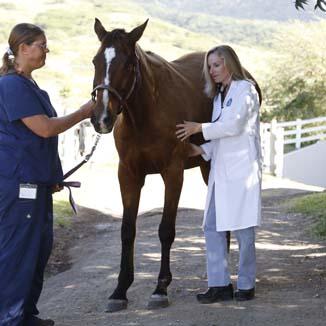 Veterinarian with a brown horse
