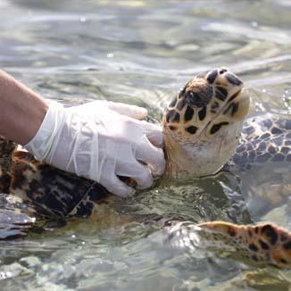 Turtle in the ocean with a veterinarians gloved hand