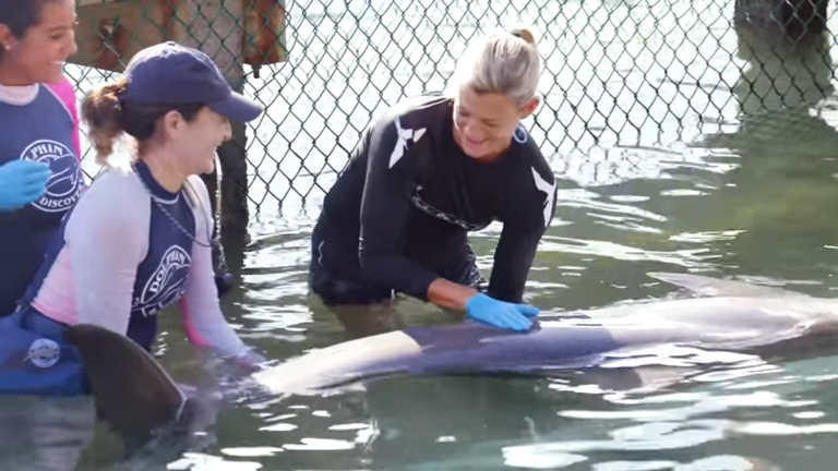 women in water caring for dolphin