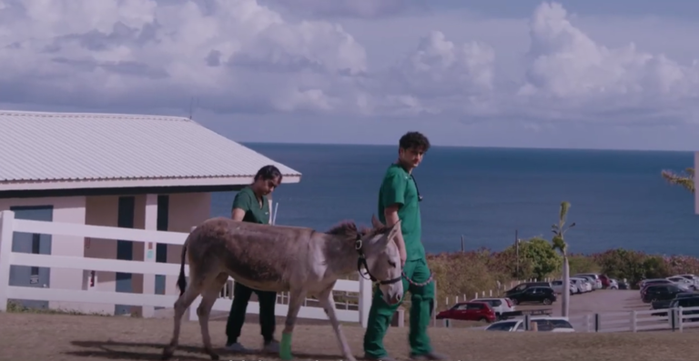 two students walking with a donkey