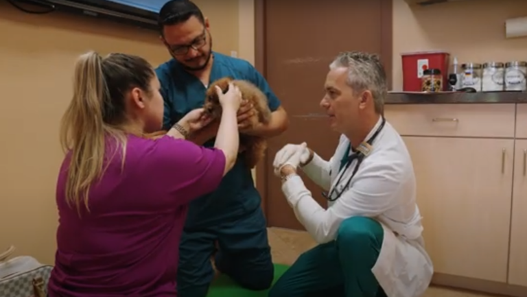 Dr. Man examining a pet patient