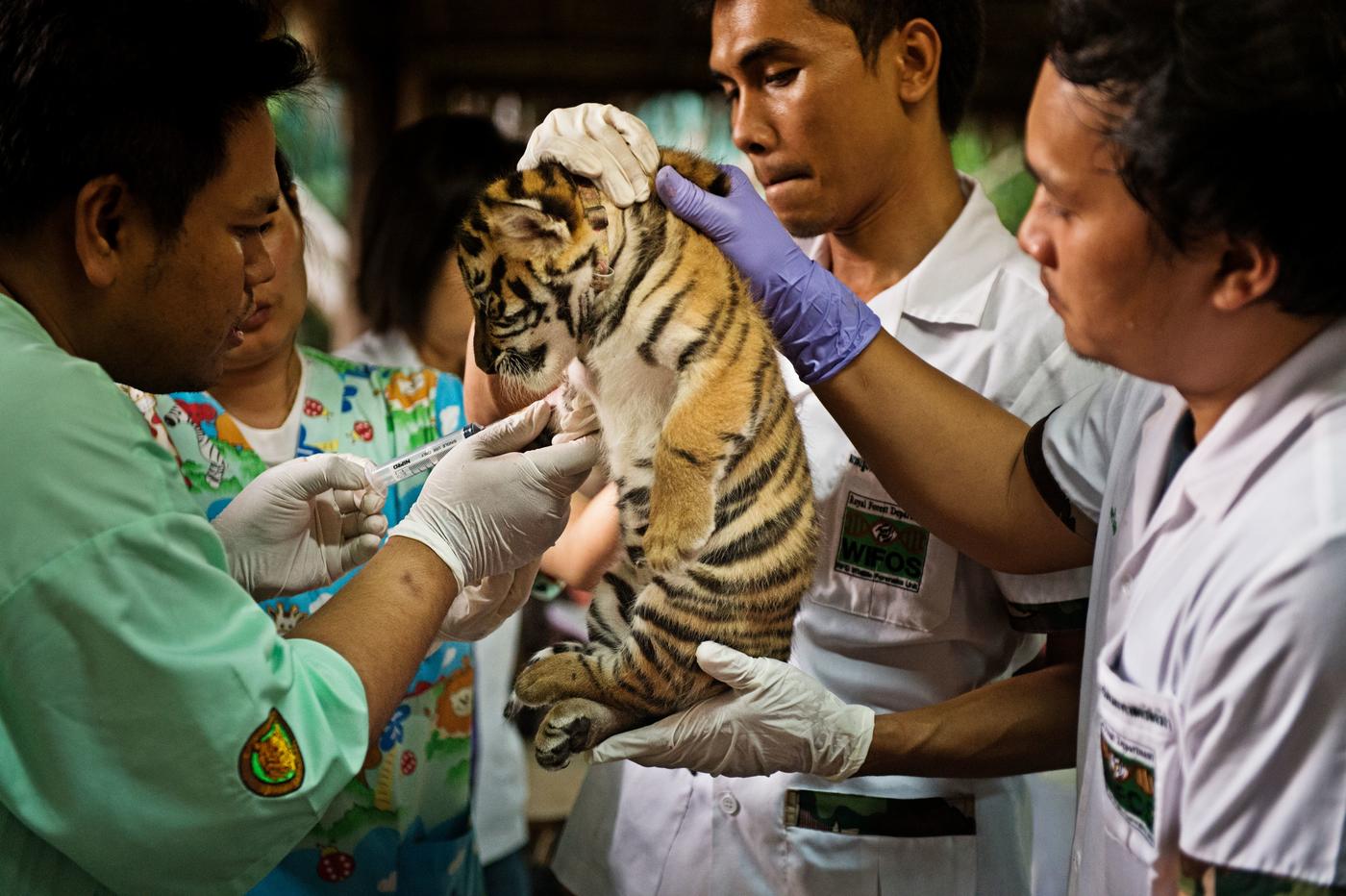A team of veterinarians care for a tiger cub