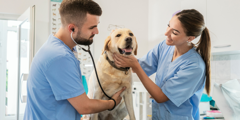 How Adtalem Students Help Improve Veterinary Education 