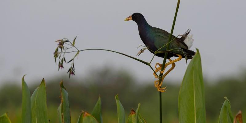 Purple Gallinule on the lookout taken at Circle B Bar Reserve, Florida