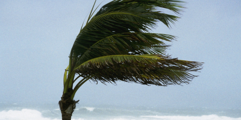a tree blowing during a storm