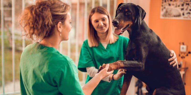 Two veterinarians tending to a large, black dog.