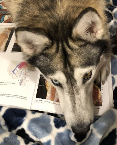 Anna the service dog resting on a book