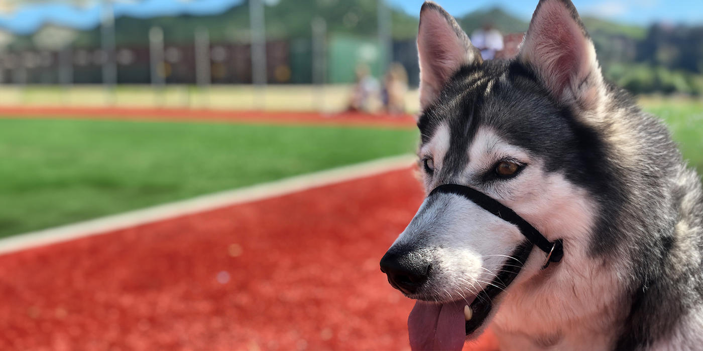 a service dog