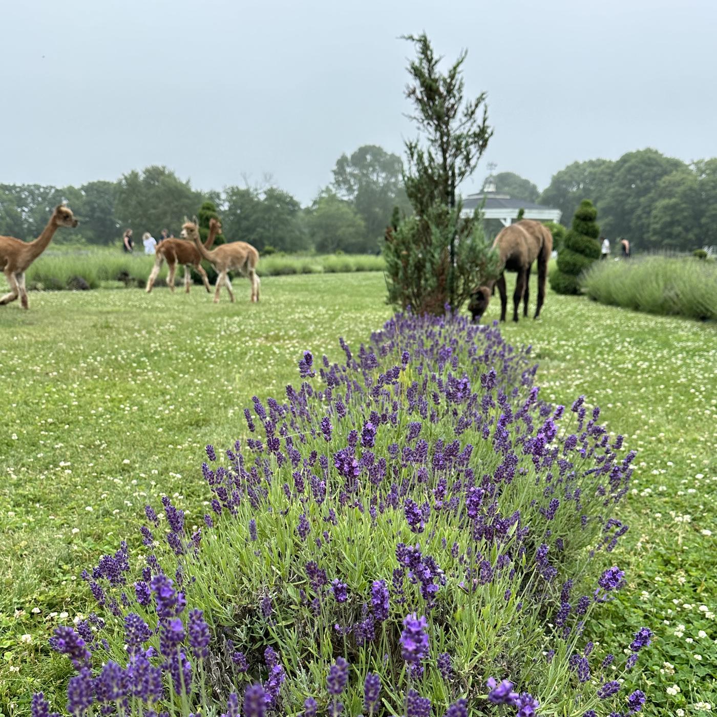 Alpacas at Lavender Waves Farm, American University of the Caribbean, Adtalem.