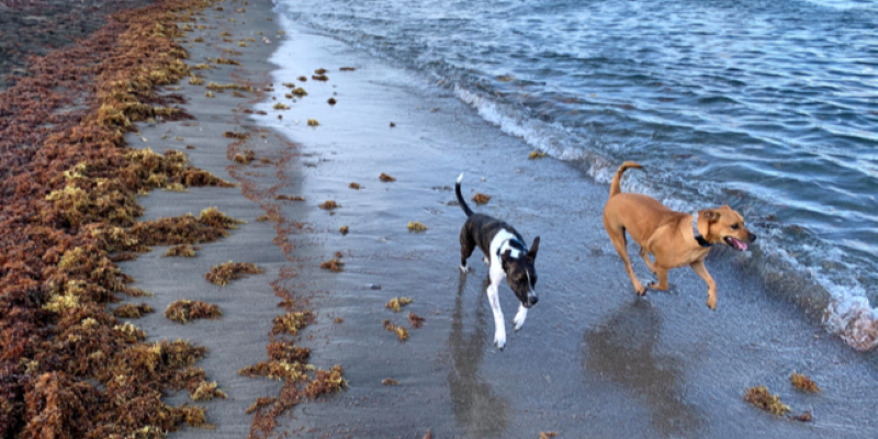 Two dogs running on the beach