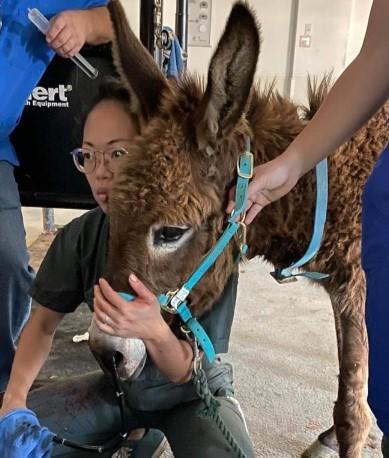 Dr. Xue examining a donkey