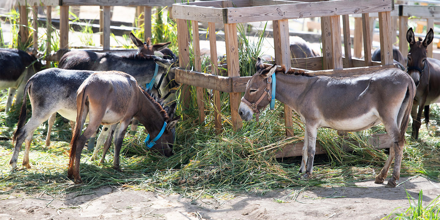 Donkeys in the Ross University herd