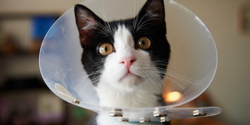 Black and white cat wearing a protective cone around neck/head
