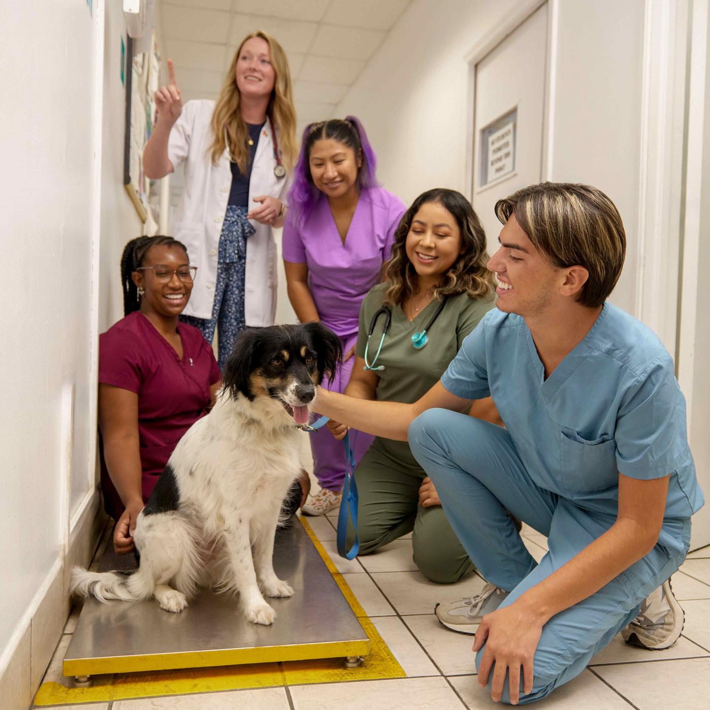 Group of medical professionals and students standing near a dog on a scale