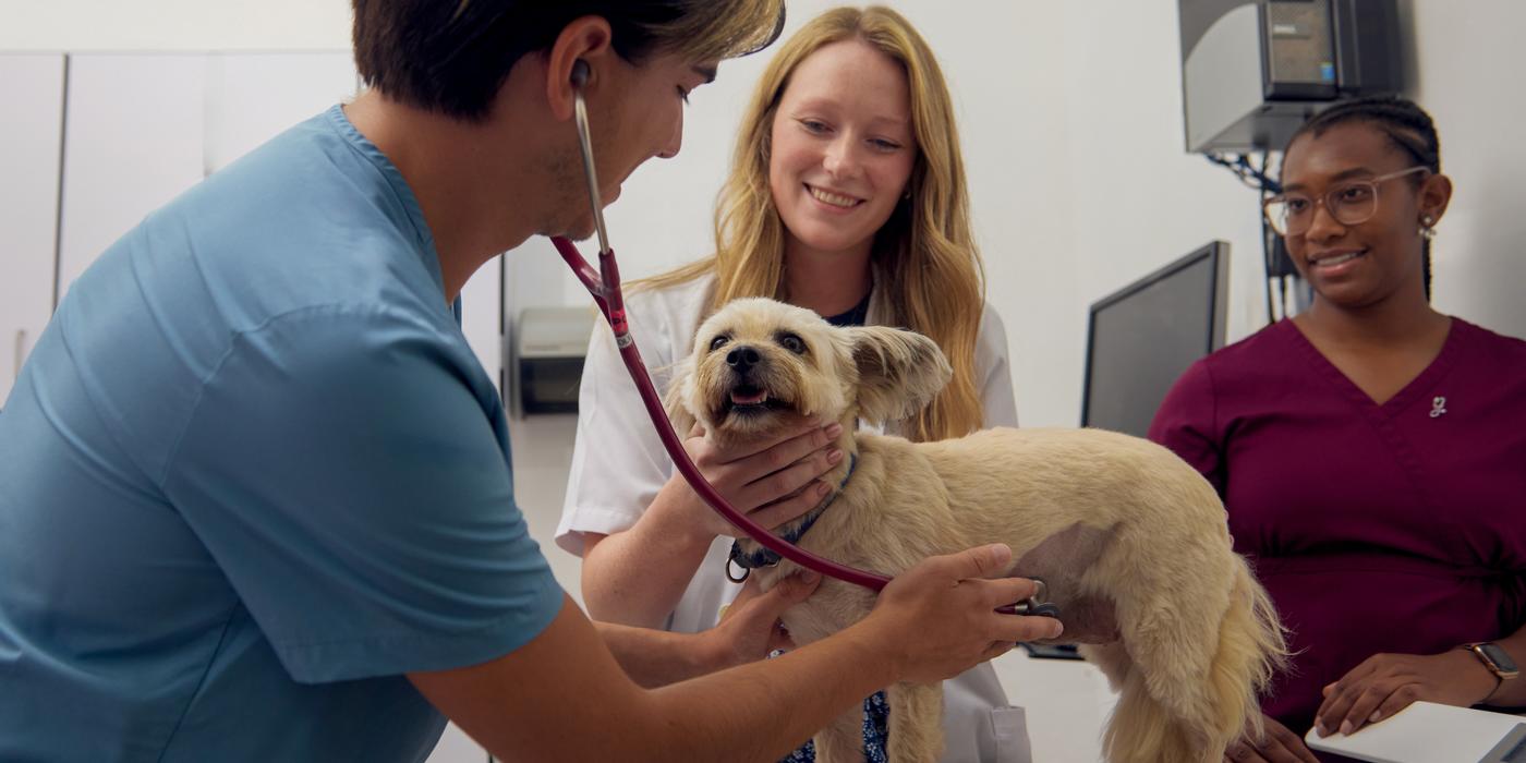 Veterinary students at RUSVM examining a dog