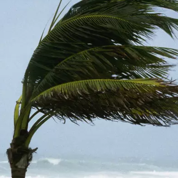 Palm tree blowing in hurricane winds
