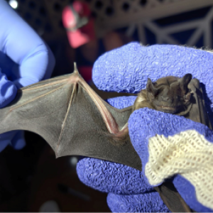 Gloved hands holding a bat