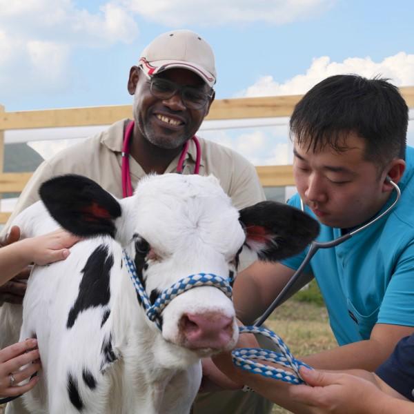 Two vet professionals with a baby cow