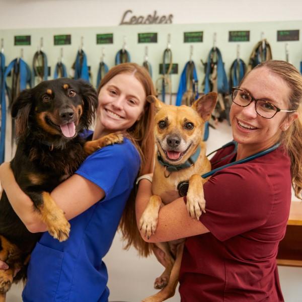 Two female vet professionals holding dogs