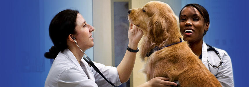 two veterinarians tending to a golden retriever