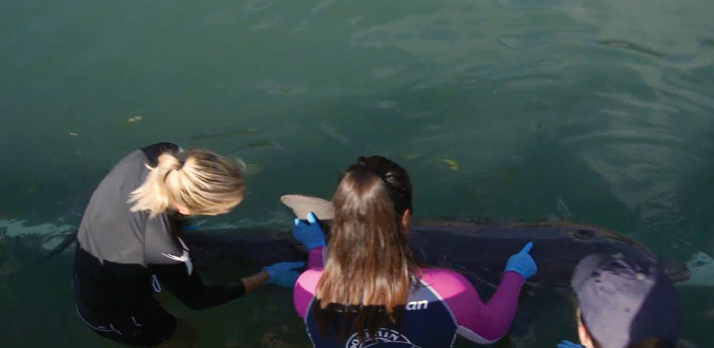 students standing in the water with a dolphin