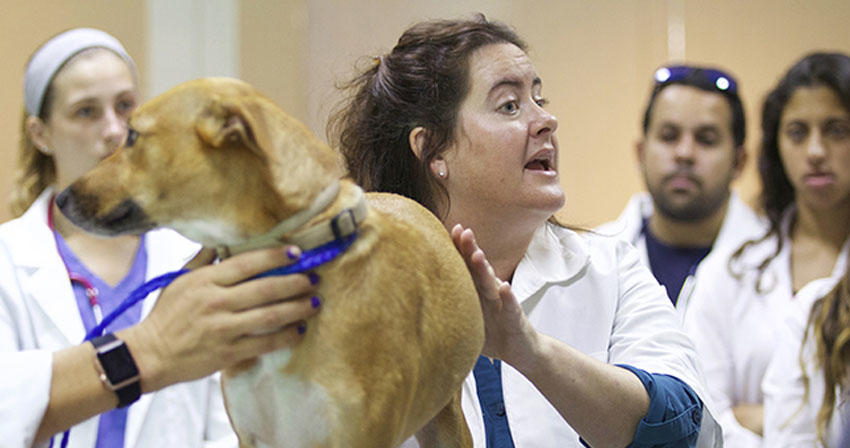 instructor speaking to students about a dog she is examining