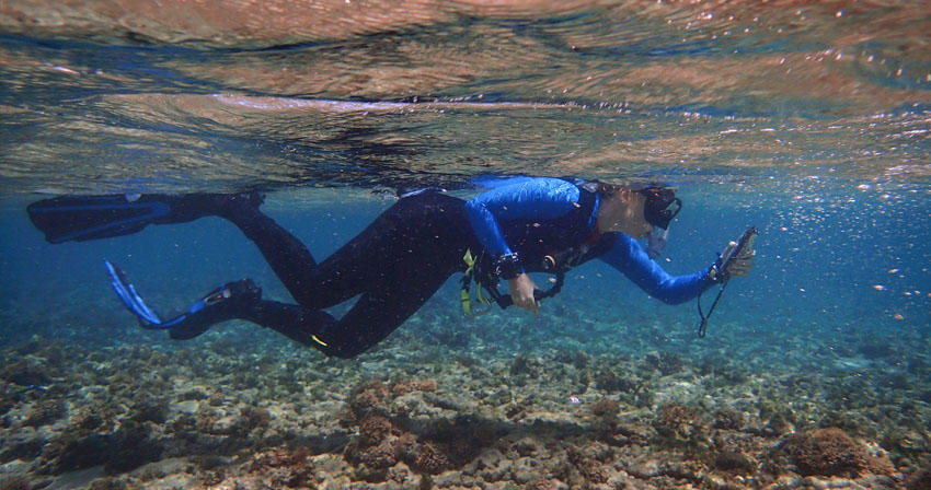 snorkeler