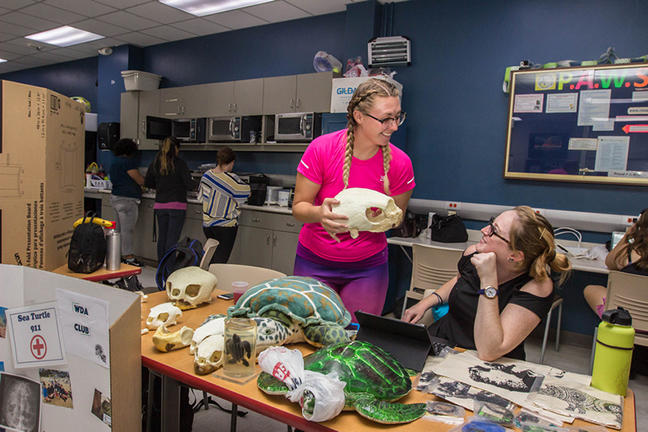 students at a table covered with turtle skulls and models