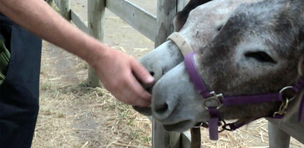 vet petting a donkey